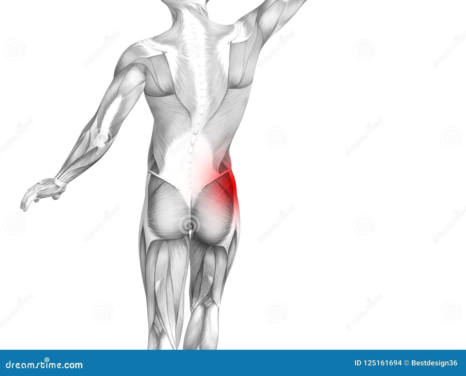 Боль в тазовой кости с боку. Болит мышца под тазобедренной костью. Человек боли в ногах анатомия. Боль в бедре клипарт. Болит тазовая кость справа