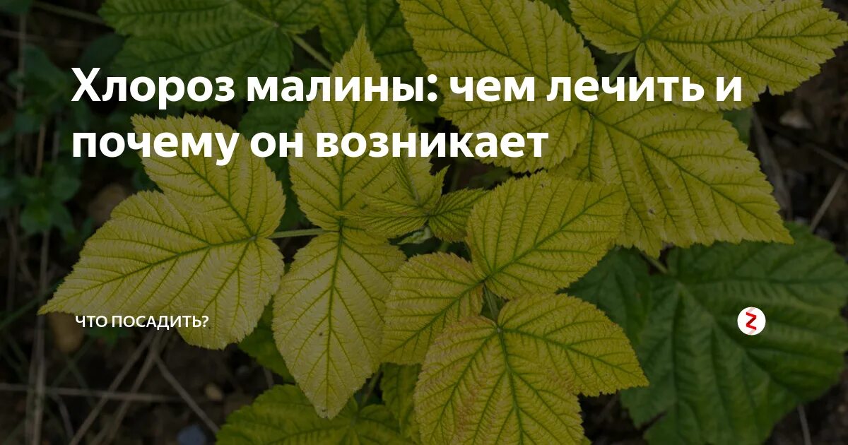 Листья малины весной. Малина хлороз листьев. Жилковый хлороз малины. Хлороз на листьях малины. Хлороз кустарников.