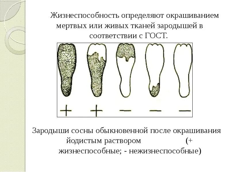 По каким показателям определяют жизнеспособность семян. Определение жизнеспособности семян. Определение жизнеспособности. Жизнеспособность. Жизнеспособность тканей оценка жизнеспособности.