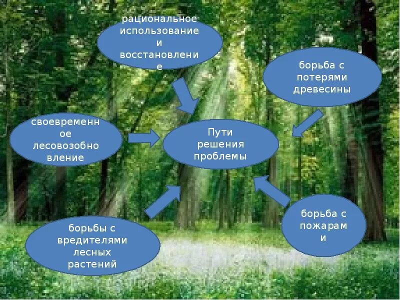 Глобальные проблемы современности. Сокращение площадей лесов