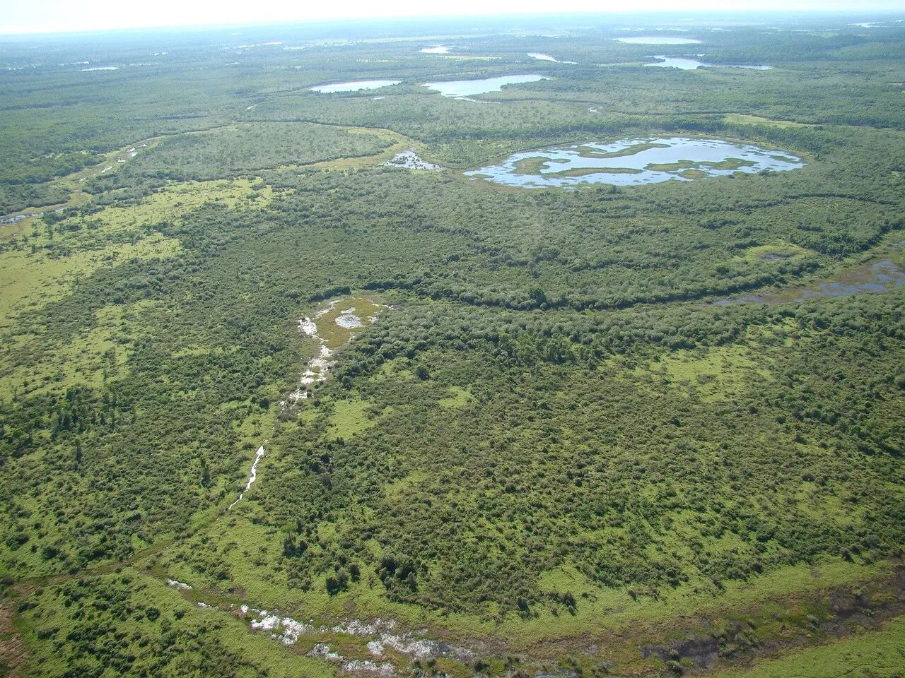 Крупнейшее болото европы. Самое большое болото в мире Пантанал. Пантанал болото территория. Пантанал Бразилия. Заповедник Пантанал.