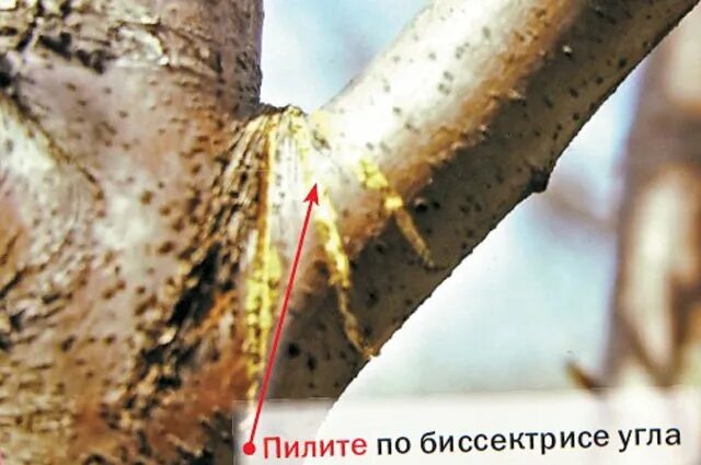 Как удалить ветку