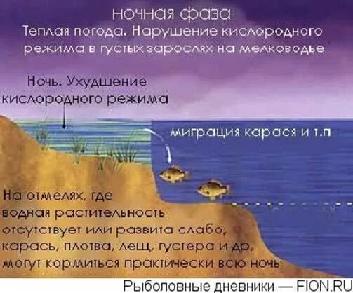 Оснастка для ловли линя. На какой глубине ловить карася. Оснащение поплавочной удочки для ловли карася. Оснащение поплавочной удочки на карася. Глубина ловли карася.