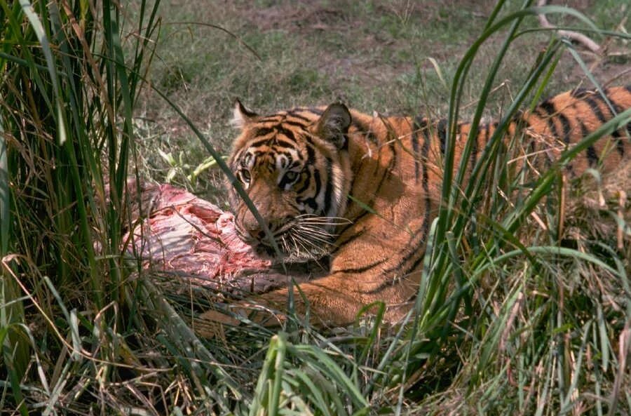 Укус тигра. Тигр в сафари. Амурский тигр ест мясо.