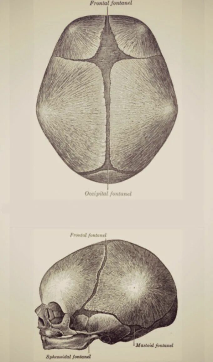 Роднички черепа новорожденного. Незаросший Родничок у человека. Родничок у новорожденных.