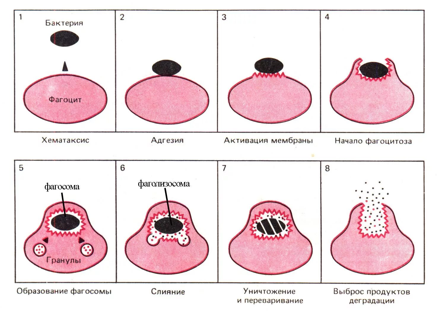 Фагоцитозный пузырек. Стадии фагоцитоза схема. Схема фагоцитоза в иммунологии. Схема этапов хемотаксиса и фагоцитоза. 8 Стадий фагоцитоза.