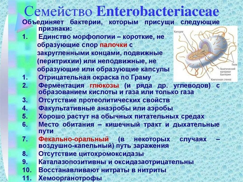 Черты бактерий. Общая характеристика семейства энтеробактерий. Общая характеристика семейства энтеробактерий микробиология. Общая характеристика бактерий семейства энтеробактерий. Семейство кишечных бактерий.