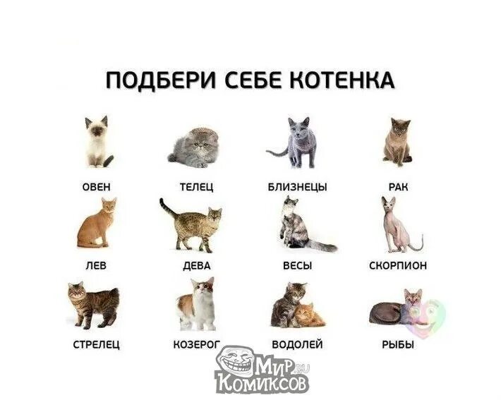 Какого кота лучше