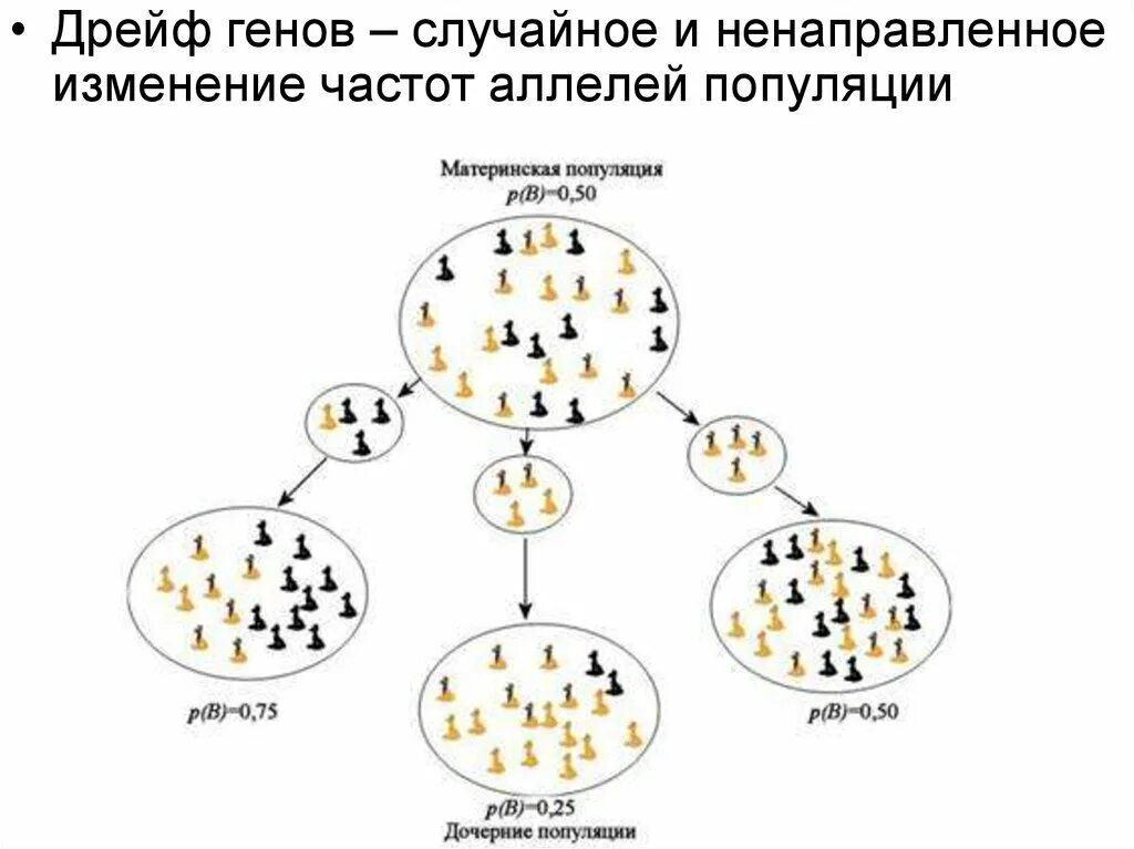 Дрейф генов эффект основателя. Принцип основателя. Принцип основателя в биологии. Дрейф генов в популяции.