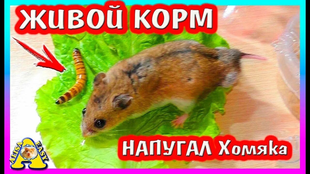 Easy pets. Плотоядный хомячок. Алиса хомяков. Алиса ИЗИ петс. Алиса ИЗИ петс живой корм напугал хомяка.