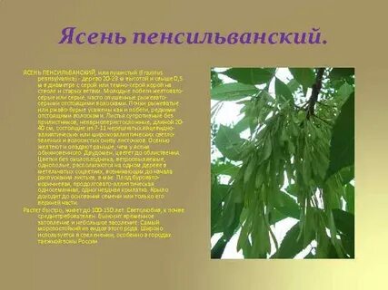Слово ясень