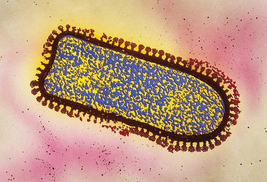 Вирус бешенства латынь. Rhabdoviridae, lyssavirus.. вирус бешенства микробиология. вирус бешенства микрофотография.