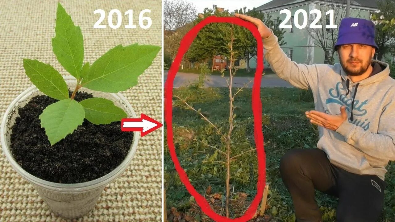 Обрезка плодовых деревьев на внешнюю почку. Обрезок 6. Разряжена ярусная крона у груши. Обрезок 6. Обрезок 6.