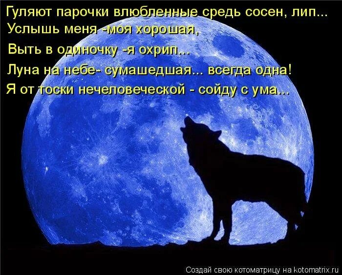 Собака воет на луну. Зачем волки воют на луну. Выть на луну от одиночества. Почему воют на луну. Вою под луной песня