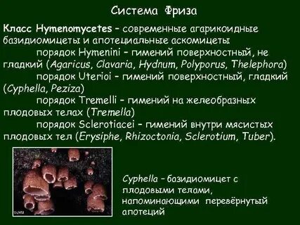 Аскомицеты представители