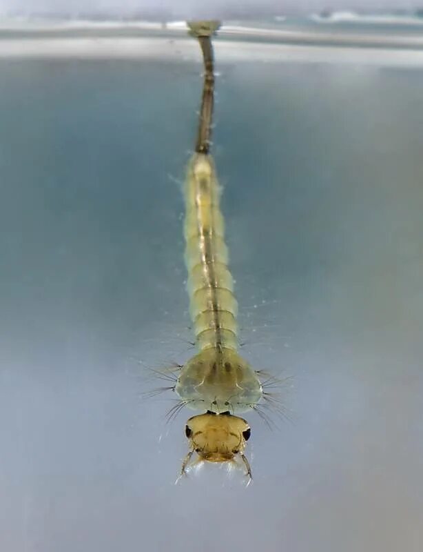 какие личинки живут в воде. личинка плавунца окаймленного. личинка комара пискуна. личинка грибного комарика. Gyrinidae larvae.
