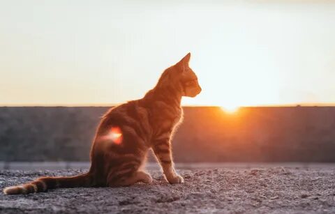 3 кота на солнце