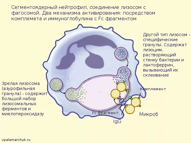 Сливается с лизосомами