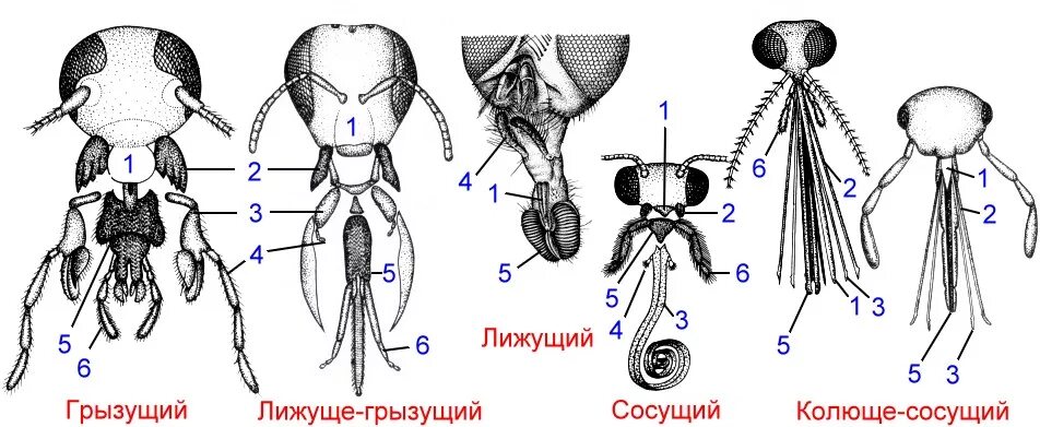 Строение ротовых органов насекомых. Типы ротовых аппаратов насекомых строение. различные типы ротовых аппаратов насекомых. строение ротового аппарата у клопов. грызуще-сосущий ротовой аппарат насекомых.