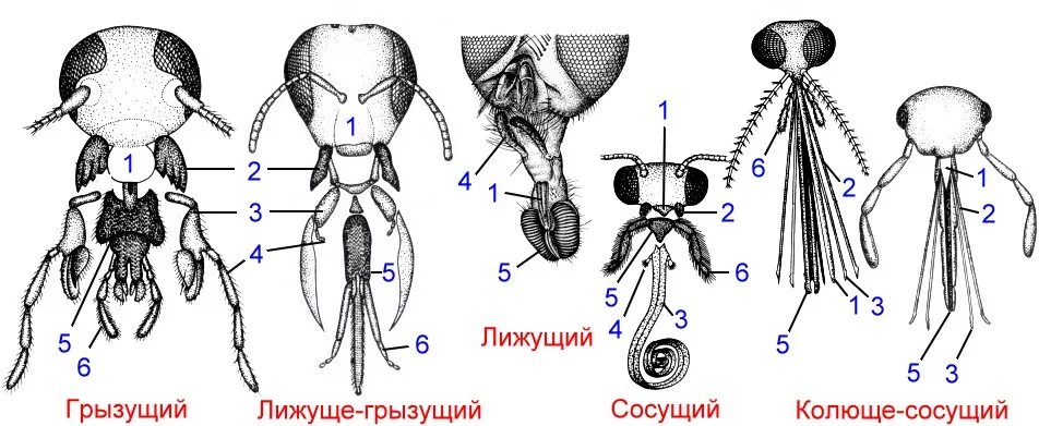 Ротовая полость насекомых. Типы ротовых аппаратов членистоногих. Типы ротовых аппаратов насекомых строение. Строение ротового аппарата у клопов. Грызуще-сосущий ротовой аппарат насекомых.