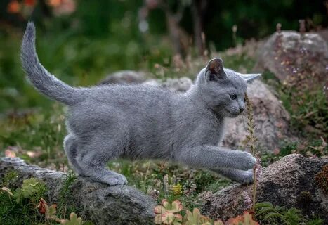 Русский кошечки