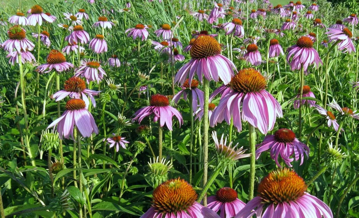 Эхинацея пурпурная Гранада Голд. Purple Coneflower (Echinacea). Echinacea purpurea &quot;Happy Star&quot;. Эхинацея пурпурная (Echinacea purpurea) 30 г семена
