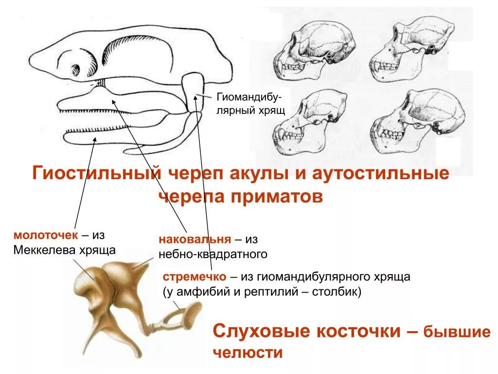 Соединение костей черепа млекопитающих. Гиостилия Амфистилия. Эволюция висцерального черепа позвоночных. Аутостилия и Гиостилия. Аутостильный Тип висцерального черепа.