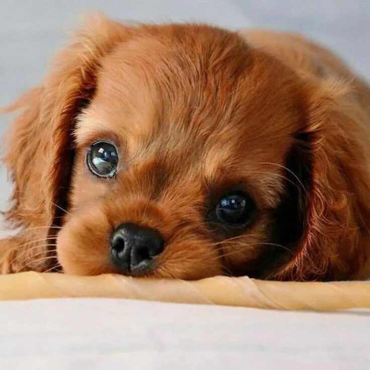 @jiffpom on Instagram: "
