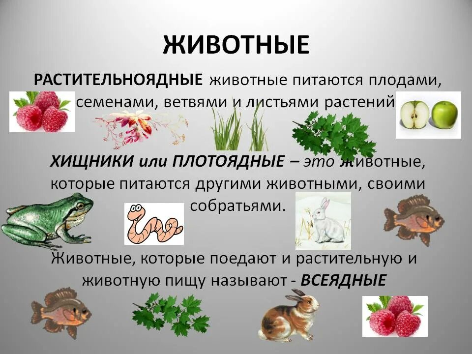 Питание животных. Какими растениями питаются животные. Питание растительноядных животных. Травоядные организмы.