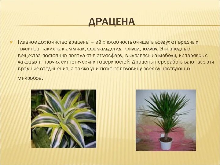 Драцена значение для дома. Пальма драцена душистая. драцена массанжеана. драцена трехполосая. темнолистая драцена.