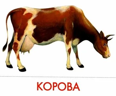 Откуда слово корова