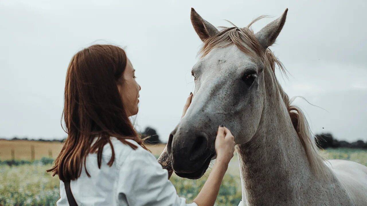 Понять лошадь. Horse girl 2020. Лошадь узнает себя на фото.
