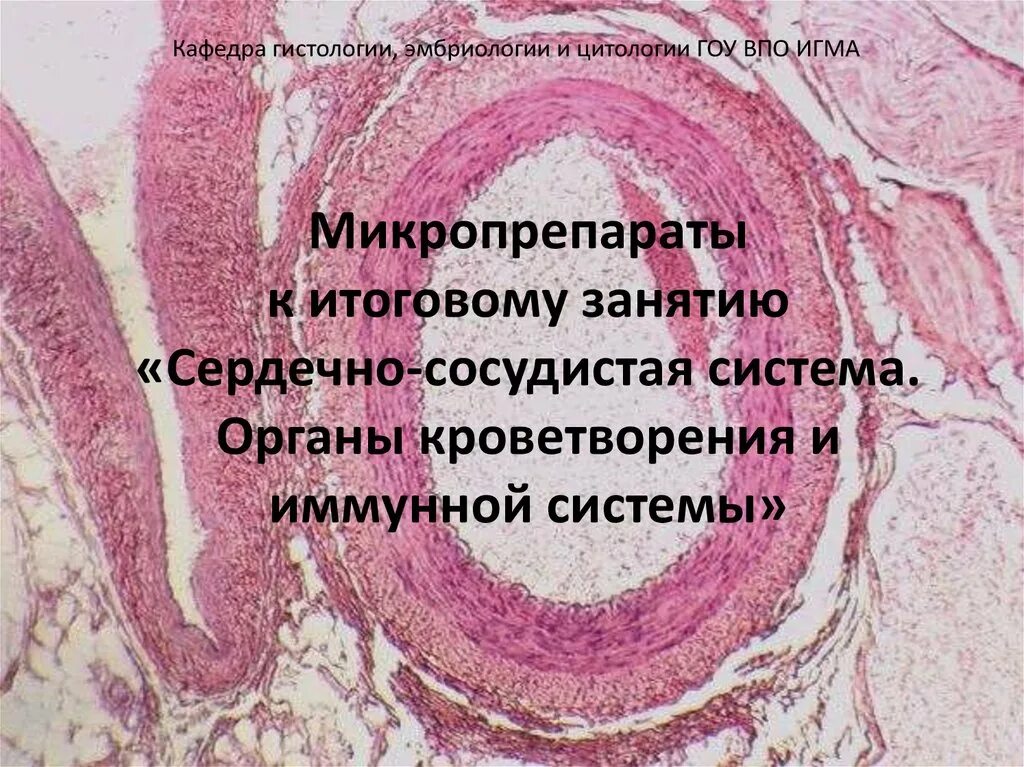 Иммунная система гистология. Сердечно сосудистая система гистология. сердечная сосудистая система гистология. кафедра гистологии цитологии и эмбриологии. препараты по сердечно сосудистой системе гистология.