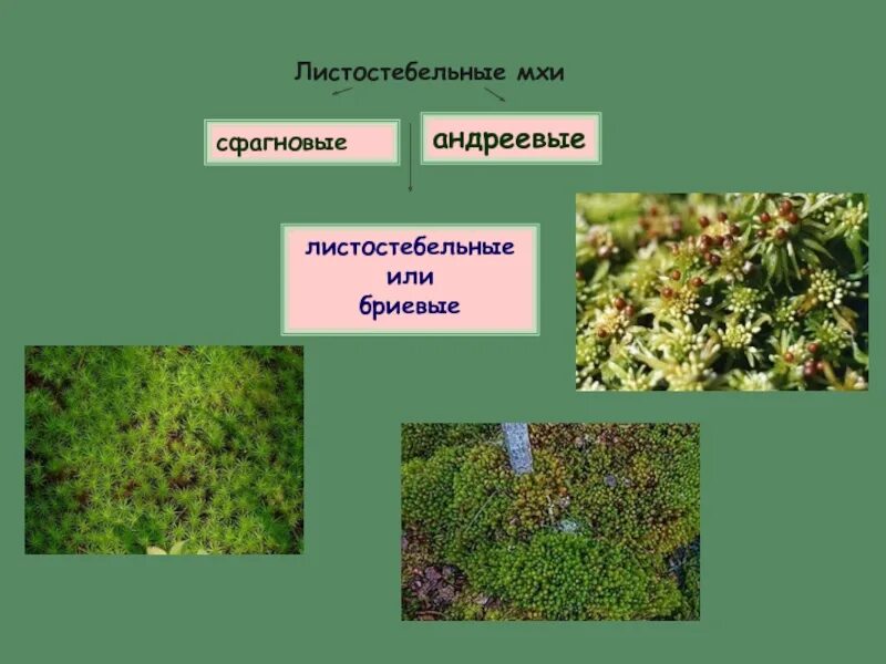 Мох сфагнум растение листостебельные. Подкласс Бриевые мхи. Андреевые мхи. Сфагнум листостебельный. Листостебельные мхи сфагнум.