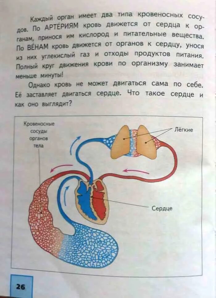 Федотова учебник 4 класс 2 часть. Учебник по окружающему миру 4. Окружающий мир 3 класс 1 часть строение человека. Кровеносная система человека 3 класс окружающий мир. Сердце 4 класс окружающий мир.