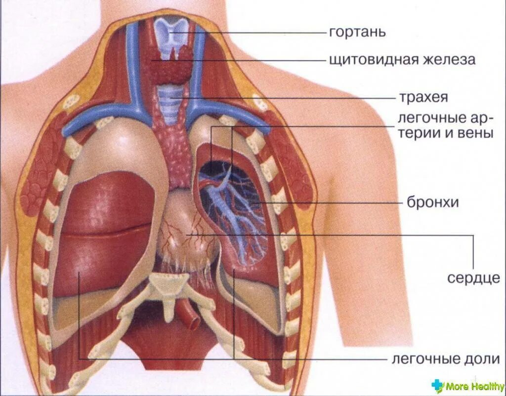 Строение грудной клетки человека внутренние органы. Бронхи и легкие расположение анатомия человека. Анатомия человека грудная клетка внутренние органы. Органов грудной клетки (легкие и органы средостения),.