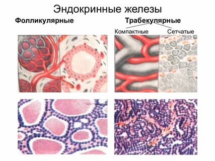 Фолликулярные железы