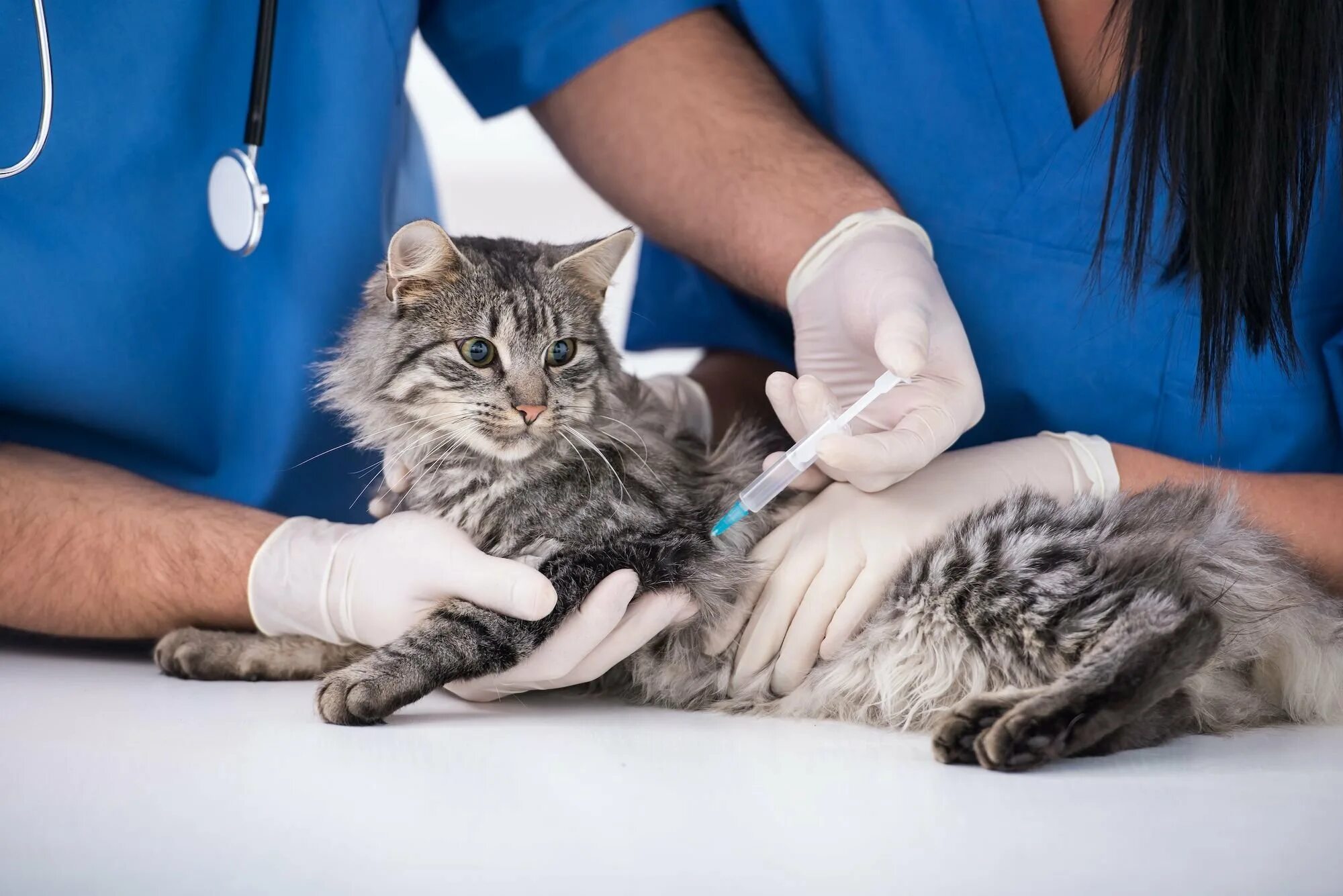 Вакцинация кошек. Прививка для кошек. Кошка Ветеринария. Кот у ветеринара. Укол от бешенства коту