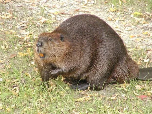 Trixie 35910 игрушка бобер. речной бобр. азиатские речные бобры. бивер бобер. бобр 11.