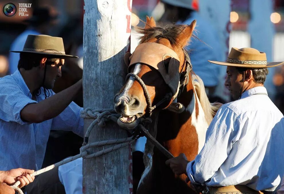 Пастухи гаучо аргентина. Аргентинский ковбой 5 букв сканворд. Гаучо это в южной америке. Аргентинские пастухи гаучо. Аргентинский ковбой 5 букв сканворд.