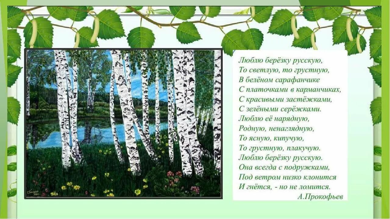 Песня береза у окна. Русская березка. люблю березку русскую. береза для дошкольников. рисование люблю березку русскую.