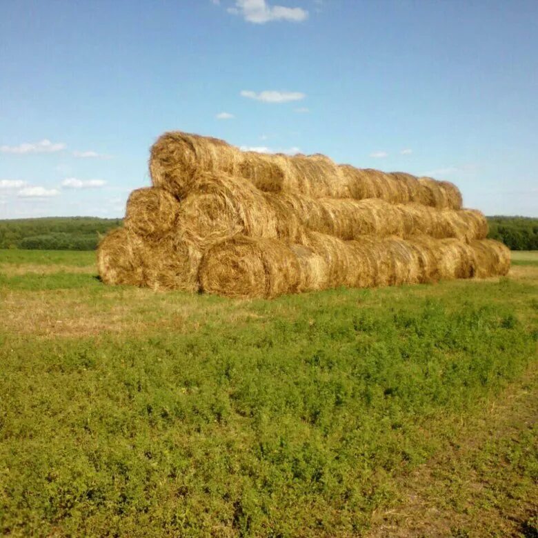 Продам сено. Сено с отходами лошади. Республика Татарстан купить сено. Купить сено г Александров Владимирская область.