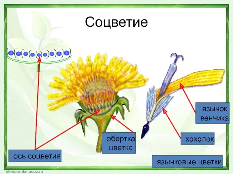 Трубчатый тип цветка. Семейство Сложноцветные строение цветка. Семейство Сложноцветные Астровые соцветие. Строение цветков сложноцветных. Семейство Астровые строение.