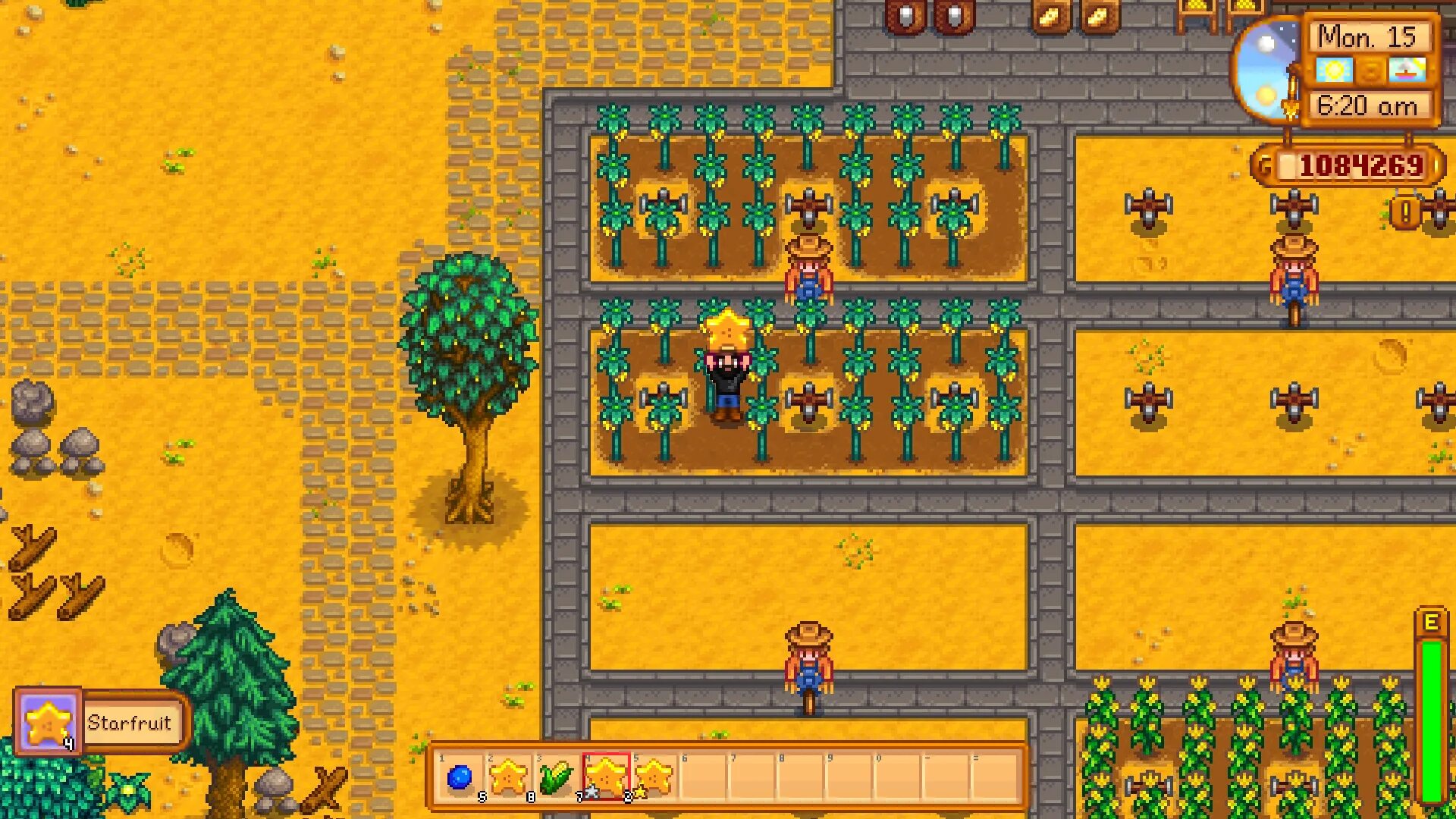 Желтый судак старди. Stardew valley желтые растения. оазис stardew valley. карамбола stardew valley. жёлтый судак stardew valley.