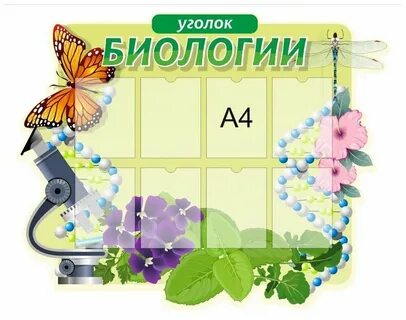 Оформление биологии