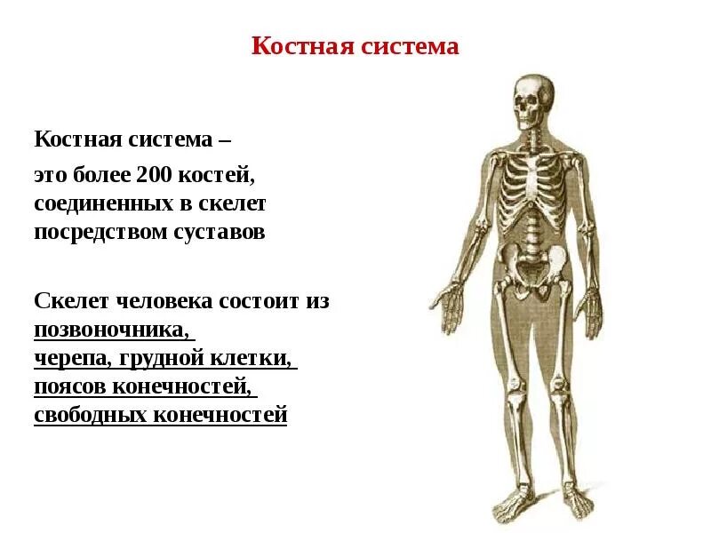 Состоит в том что человек. Строение костной системы. костная система общие данные. костная система человека схема. функции костной системы человека.