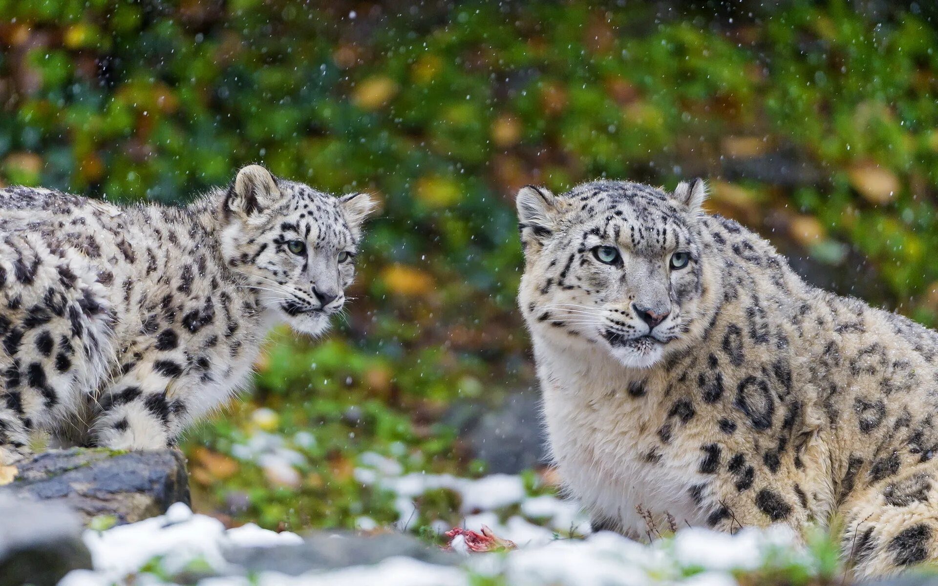 Сколько живут снежные барсы. Снежный Барс Ирбис. Снежный леопард и снежный Барс. Снежный Барс альбинос. Снежный Барс леопард Snow Leopard Ирбис.