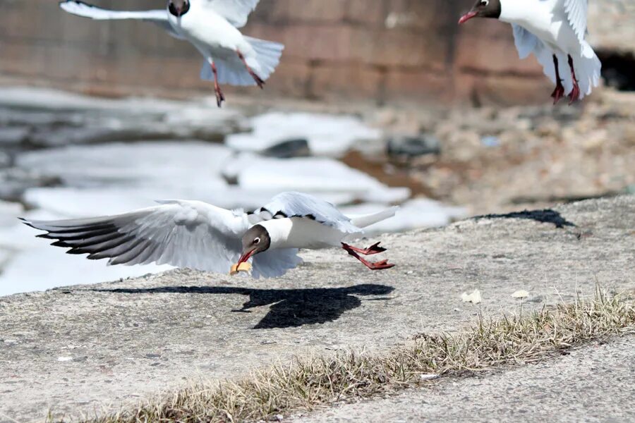 чайка кронштадт. чайка кронштадт. чайка над кронштадтом. чайки в кронштадте. чайка над кронштадтом.