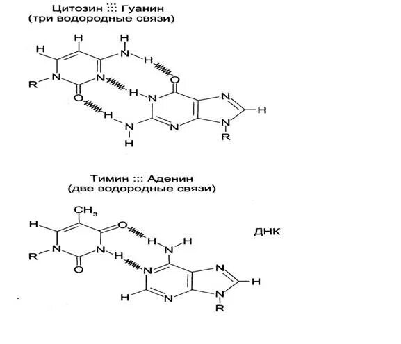 Гуанин и цитозин водородные связи. Аденин и Тимин водородная связь. Аденин Тимин связь. Образование водородных связей между аденином и тимином. Образование водородных связей между аденином и тимином в ДНК.