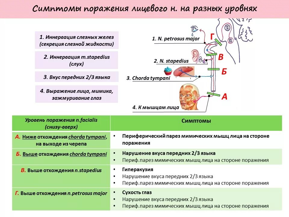 Симптомы поражения лицевого. Синдромы поражения лицевого нерва на разных уровнях. Синдромы поражения лицевого нерва нерва неврология. Центральный и периферический парез лицевого нерва схема. Клиника поражения лицевого нерва на разных уровнях.